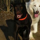 Cora und Boomer